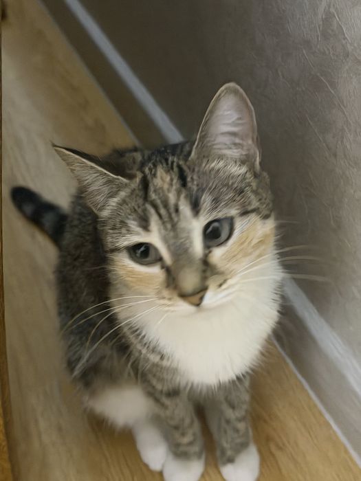 Кошка бесплатно в добрые руки