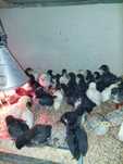 Pui de găini australorp negru la 3-4 saptamani