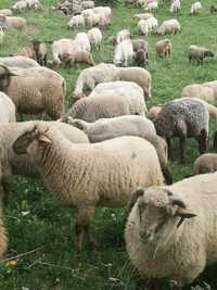 Vind 100 de oi tigaie roși și bucalaie oile sunt tinere.