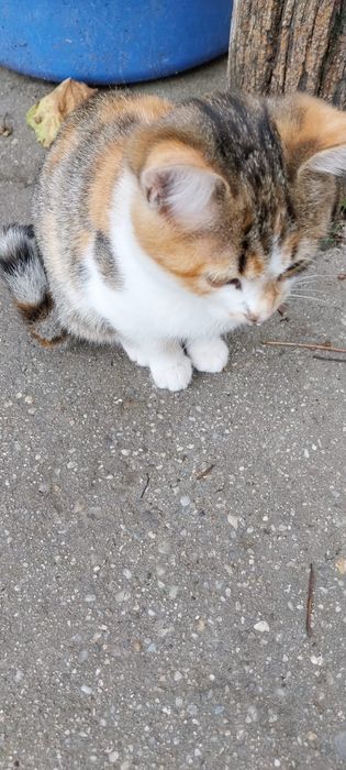 Cei mai frumosi pisicuți de trei luni, adopție