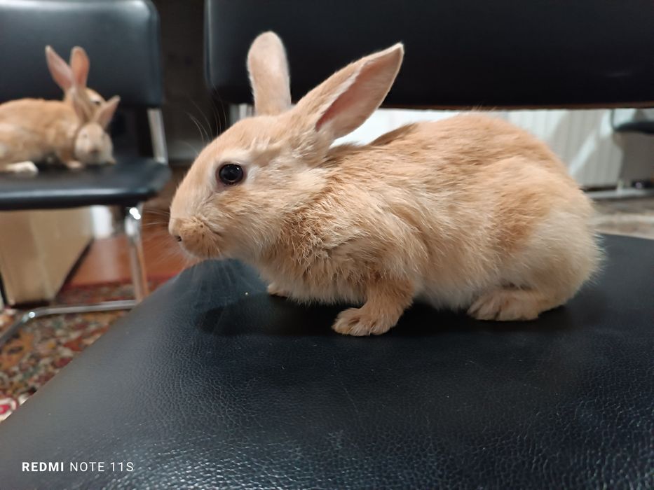 Продаю кроликов. Quyonlar sotiladi