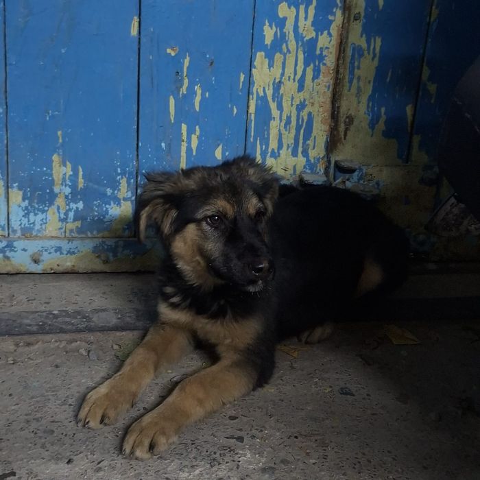 Отдам щенка в добрые руки