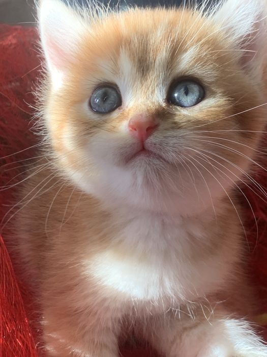 Продам золотых и серебрянных шиншиллок