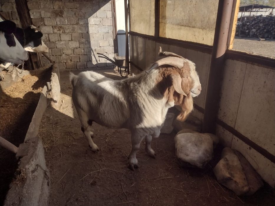 Vând/Schimb țapi boer