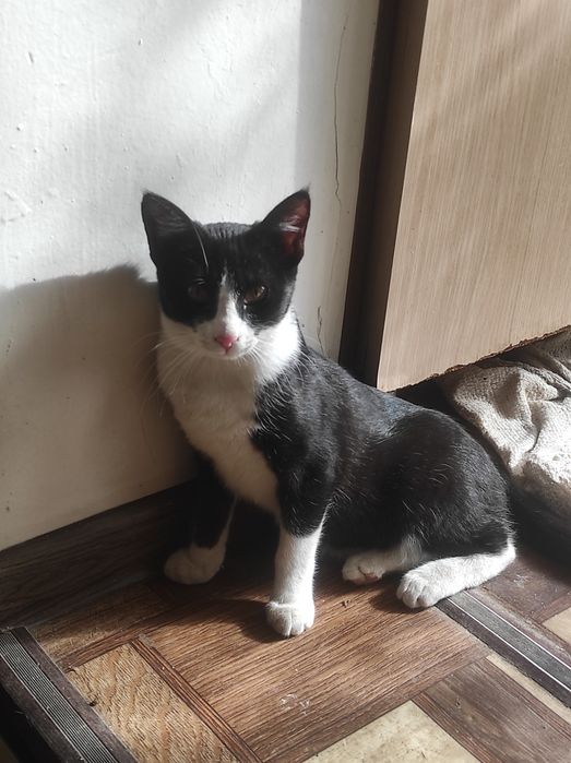 Пристраиваются котики мальчик и девочка