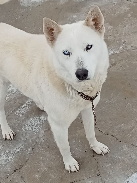 Хаски Қызылорда қаштыртуға ұрғашы