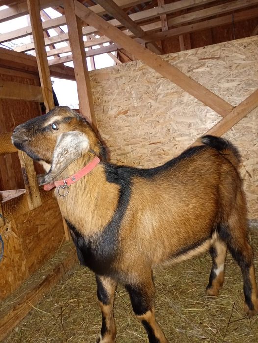 Vand iezi  cu varsta de 4, 5 luni