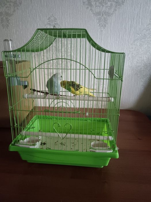 Продам 2-х попугаев