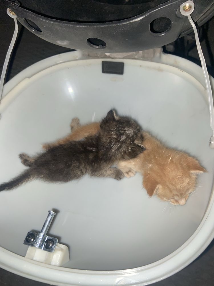 Отдам даром котят