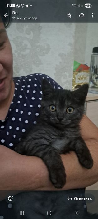 Котёнок мальчик  самый красивый