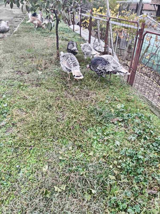 Домашно отглеждани пуйки