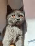 British shorthair