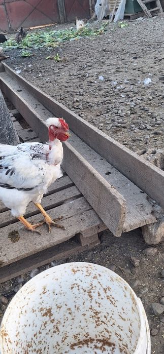 Puicuțe și cocoșei de anul acesta