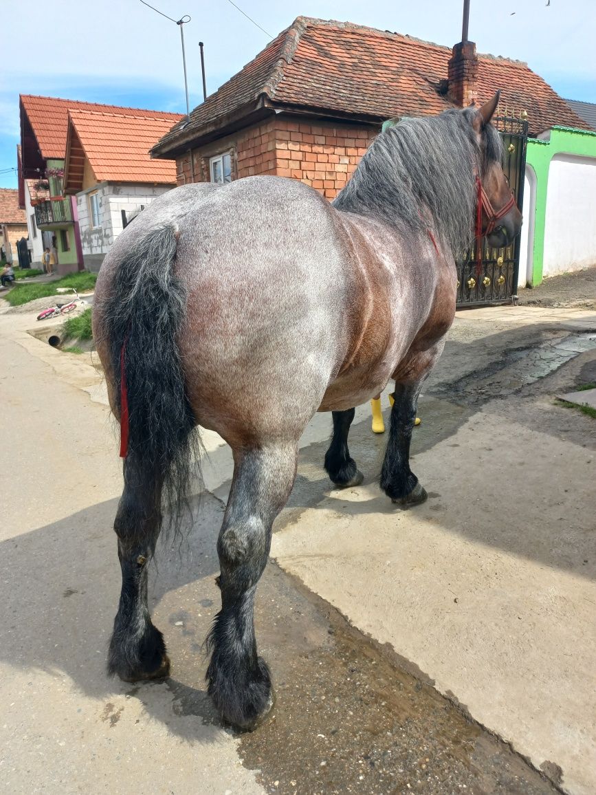 Vând  iapă grea de 7 ani