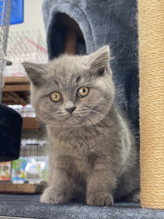 British strayt tozza qon