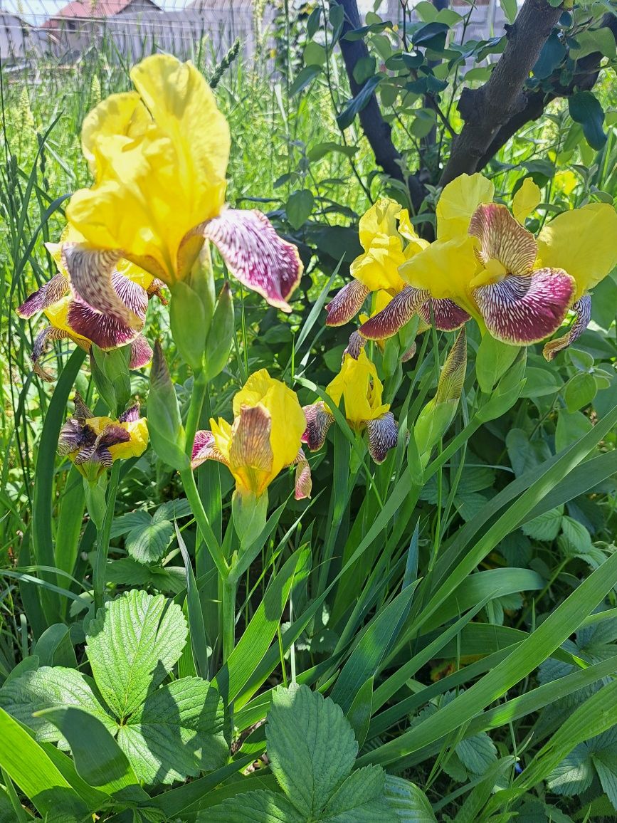 Bulbi/rizomi iriși vânzare/schimb,levantică