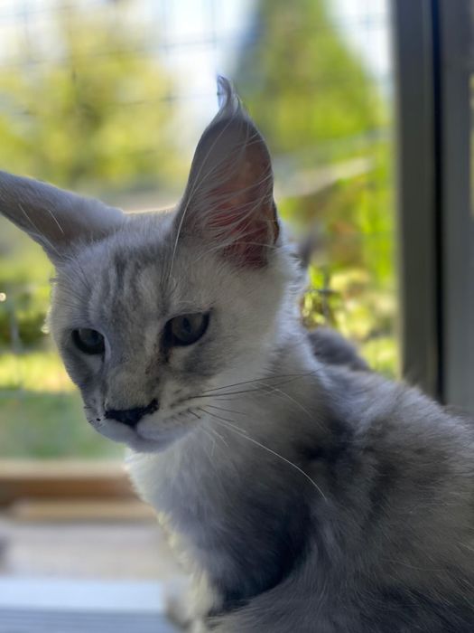 Pui Maine Coon pedigree 4 luni black smoke si pale black