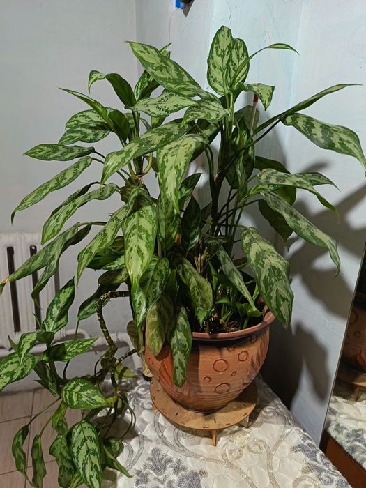 Домашний цветок комнатный