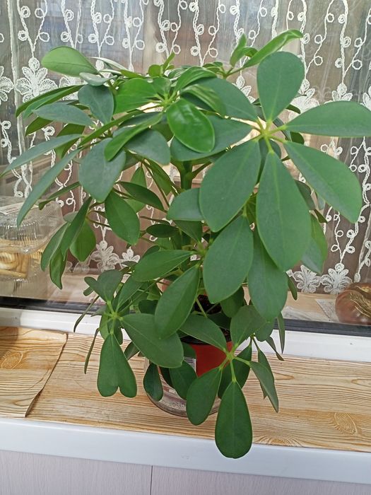 Комнатные цветы: шифлеру , алоэ