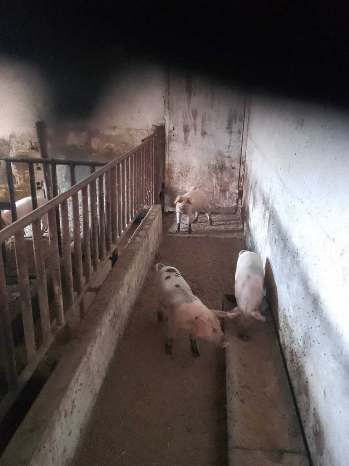 Продавам малки прасенца
