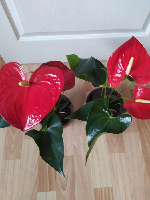 Комнатные цветы продам