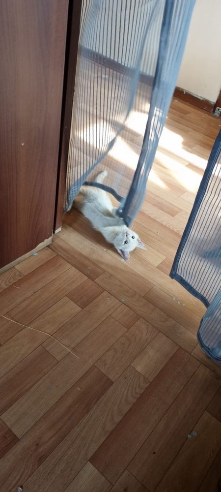 Котята 4 месяца