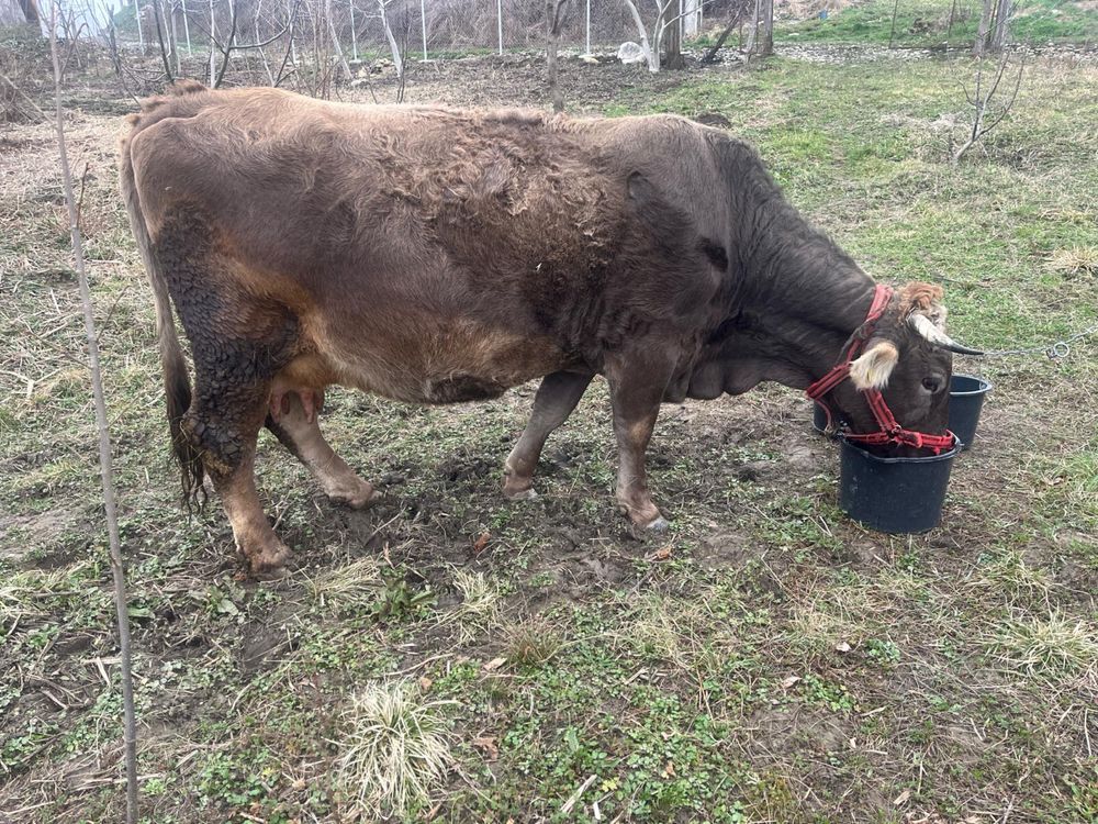 Vacă de vânzare