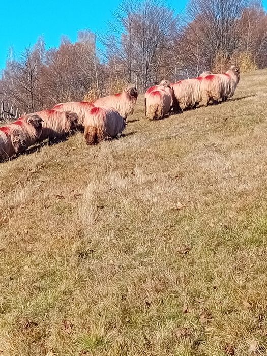 Vând 15 oi și un berbec bucalai