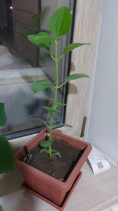 Продам комнатные цветы