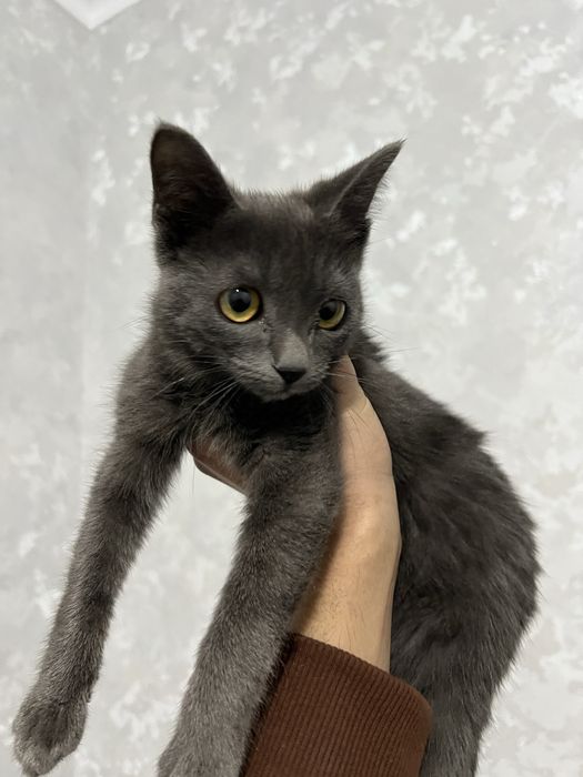 Русская Голубая кошка