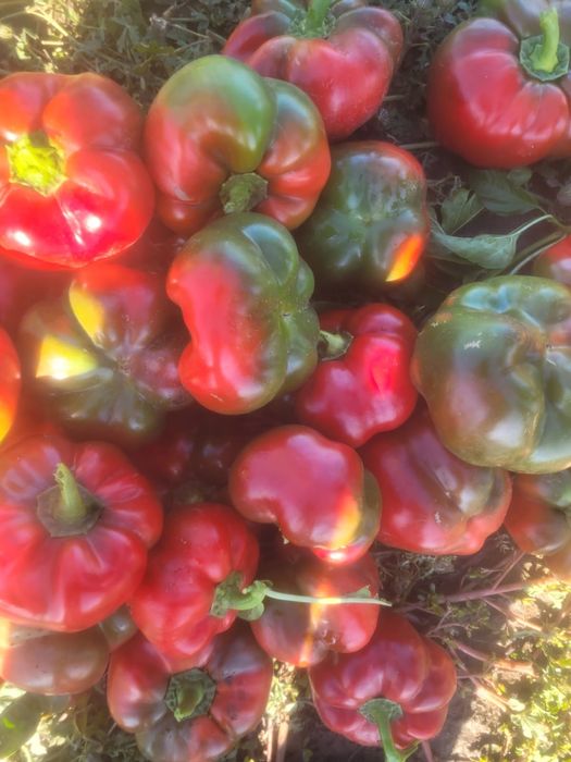 Vând gogoșar și kapia