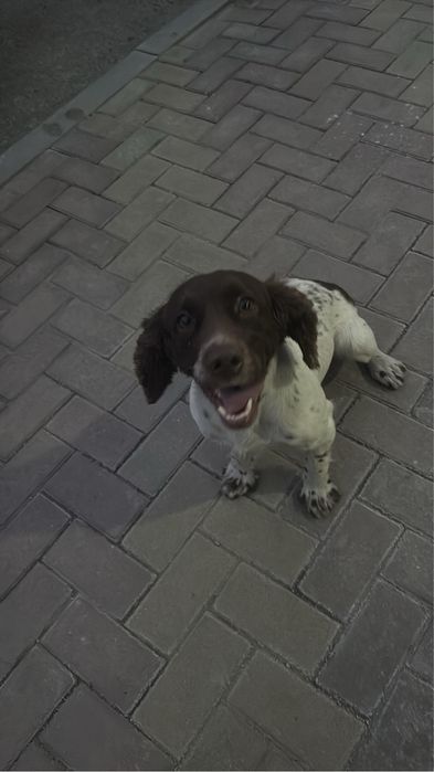 Найдена собака! Хозяин отзовись