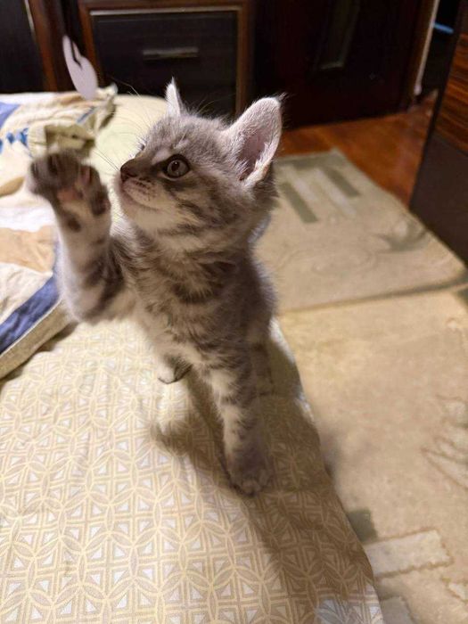 Страйт кошка /страйт