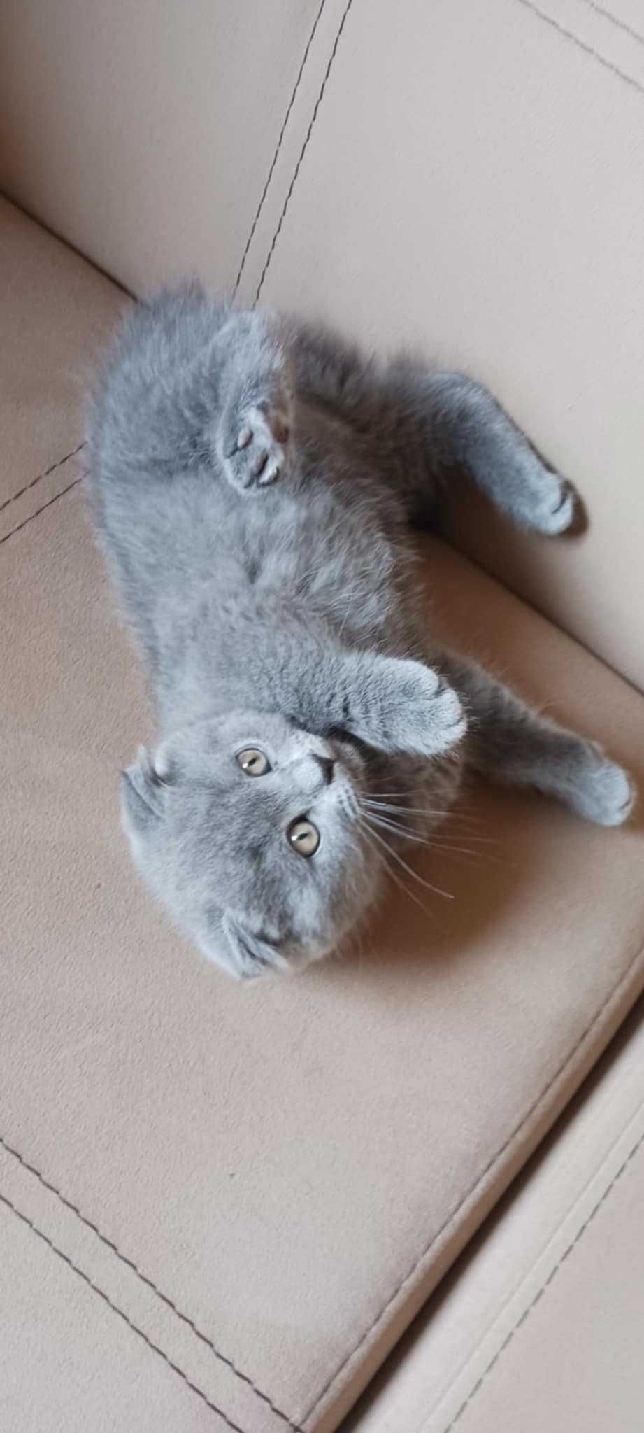 Британски котета