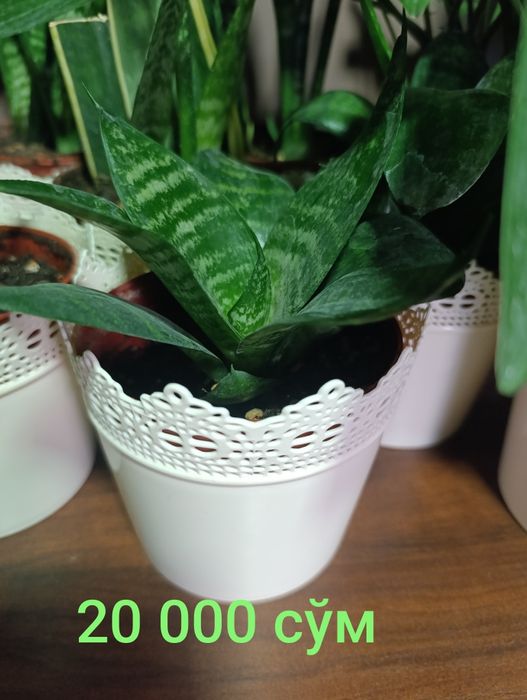 Распродажа Цветы Гуллар