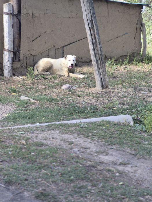 Төбет 2 жаста , 2 года, 92 кг, еркек,кабель.айырбас койга болады,Обмен
