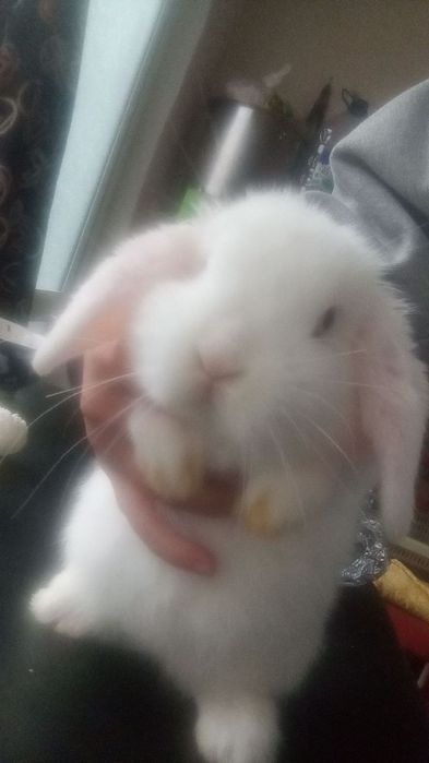 Срочно продается Кролик