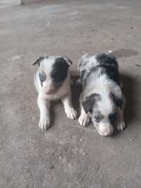 Pui border  collie