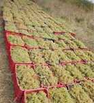 Struguri de vin