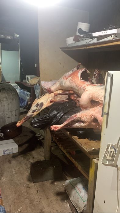 Ассалумагалейкум  туша сатылады