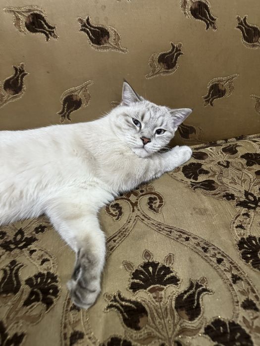 Отдадим своего кота в заботливые руки.