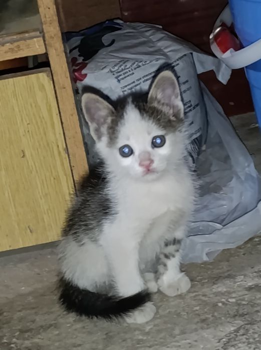 Котята в добрые руки, yaxshi qo'llarga beramiz