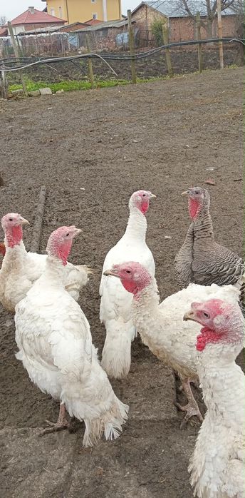 100% био Пуйки 100%