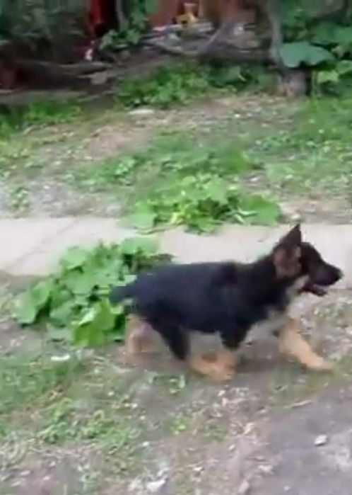 Ciobănesc german talie mare de pază
