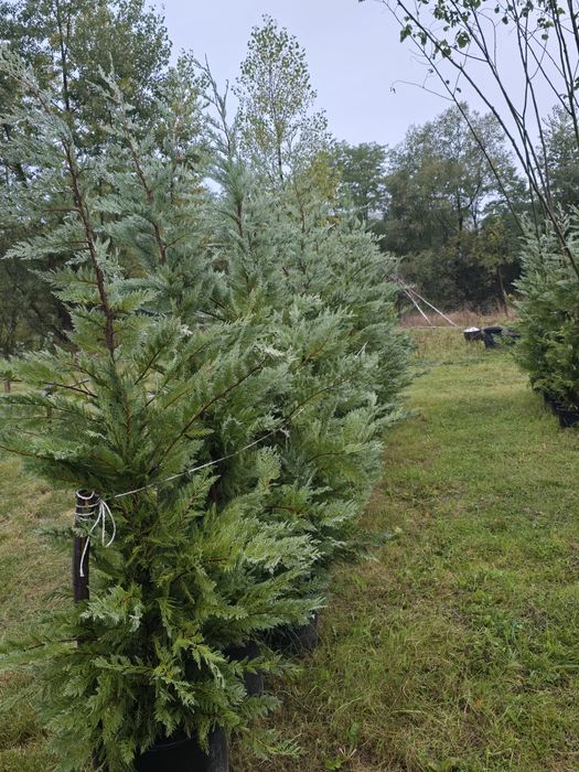 Leylandii chiparos mesteacăn