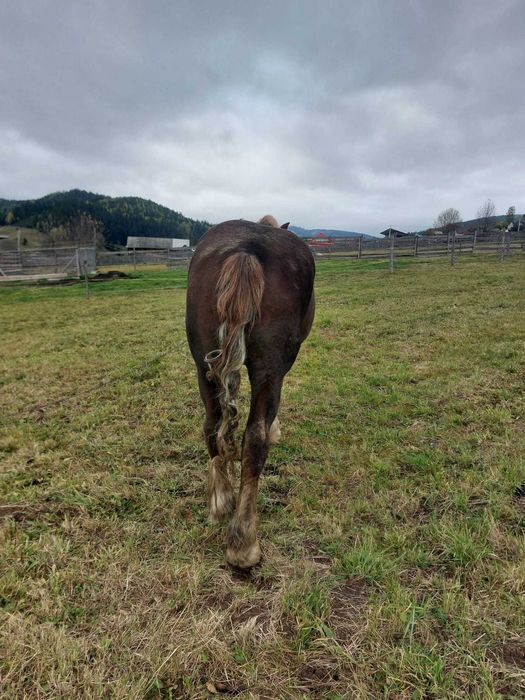 Vînd cal 10 ani,1.75 m la greabăn-foarte blînd ,trăgător și puternic.