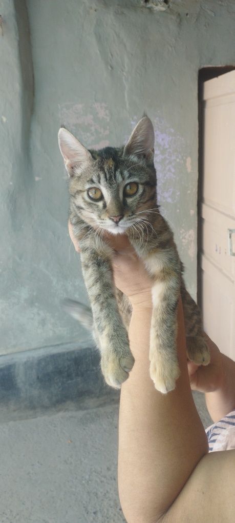 Кошка проглистована