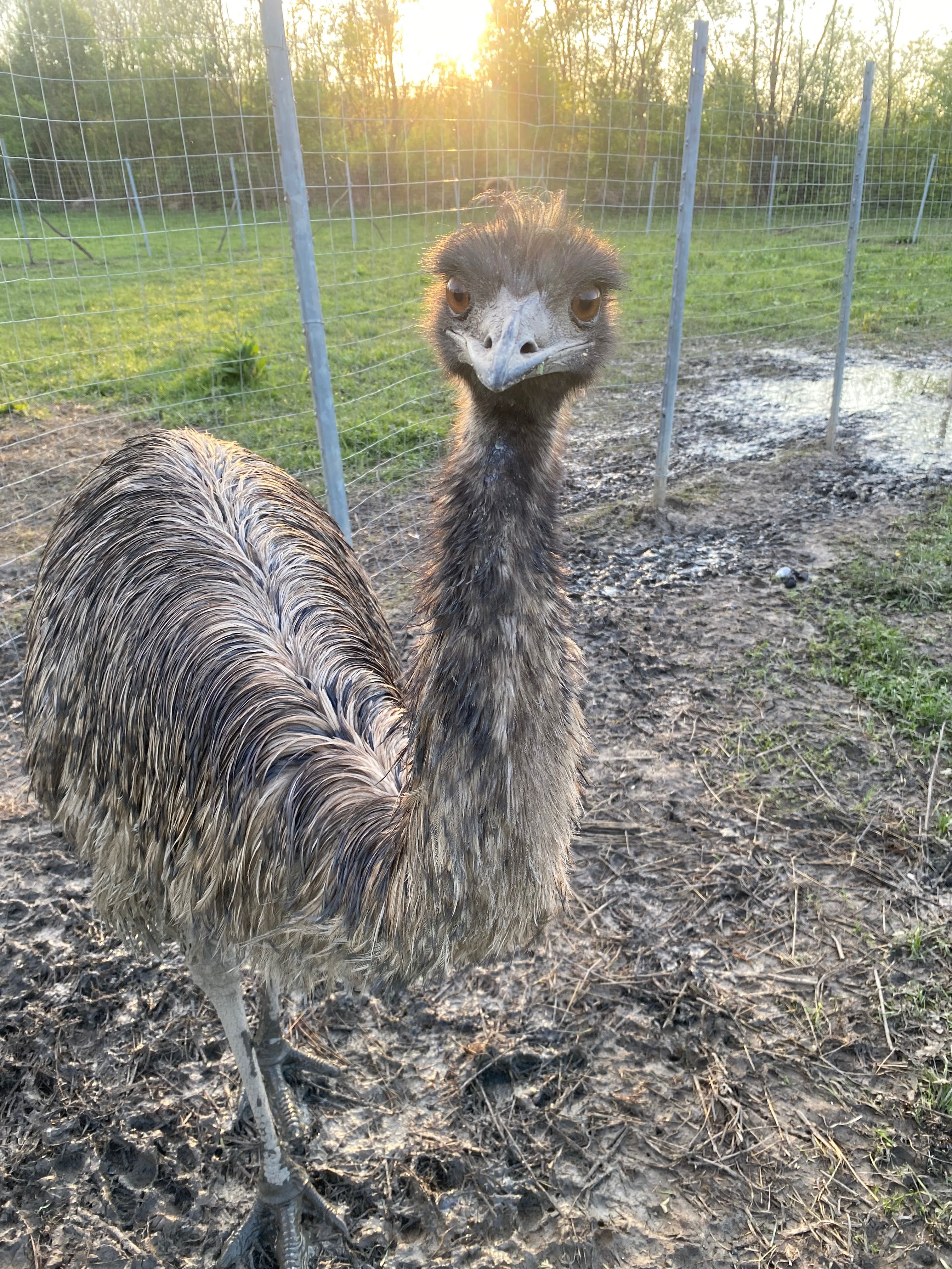 Emu ulei de emu natural psoriazis zonazoster ulcere gastrite