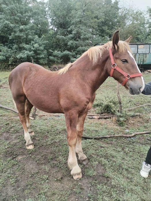 Manz, cal, armasar, harmasar de 6 luni