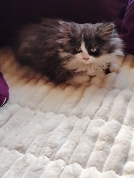 Очарователно персийско котенце